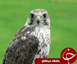 بازگشت بالابان به طبیعت