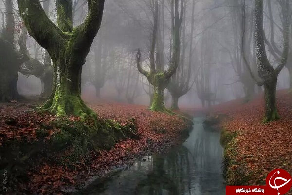 ١۵ جنگل مرموز و شگفت انگیز دنیا + تصاویر