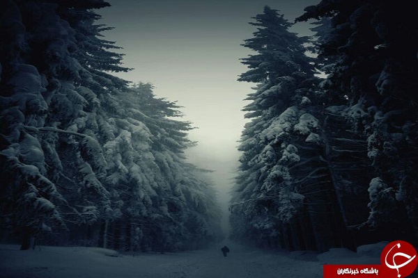 ١۵ جنگل مرموز و شگفت انگیز دنیا + تصاویر