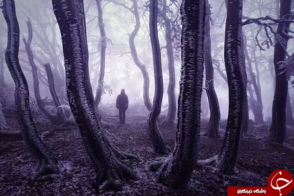 ١۵ جنگل مرموز و شگفت انگیز دنیا + تصاویر