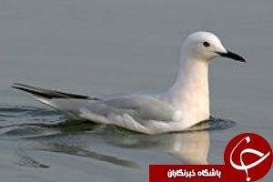 کشف 4 بهله پرنده کمیاب در هندیجان