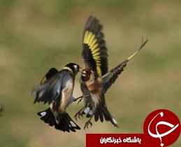 کشف پرنده سهره از شکارچیان غیرمجاز دزفول