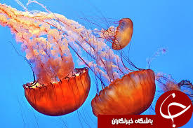 سمی&zwnj;ترین حیوان جهان/////////اصلاح شود///////////کریمی