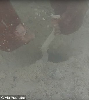 ماهیگیر شجاع و میگو آخوندک
