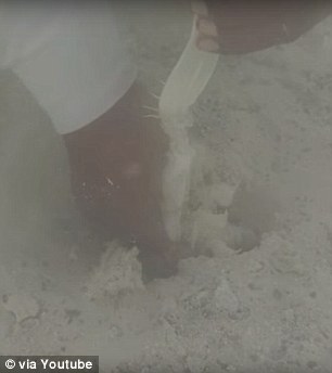 ماهیگیر شجاع و میگو آخوندک