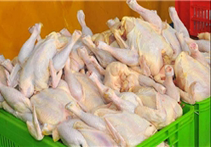 معدوم‌سازی 2 محموله مرغ غیربهداشتی در یاسوج