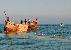 صادرات  هزار تن ماهی یال اسبی از سیریک