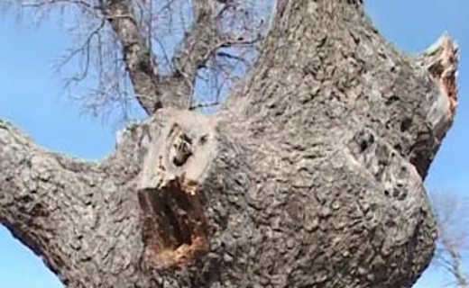 از نابودی درختان بلوط تا دستگیری سارقان طلافروشی در مشهد +فیلم
