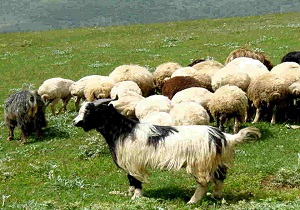 خرید دام از مناطق آلوده عامل شیوع بیماری تب‌برفکی
