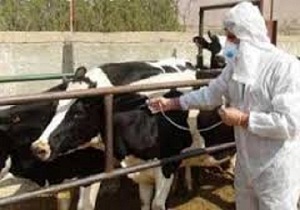 دام های سنگین استان سمنان برای مبارزه با تب برفکی واکسینه می شوند