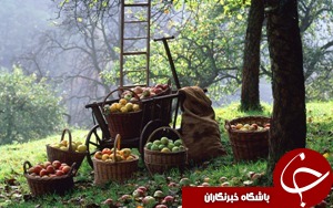 برداشت مرکبات از باغات دزفول