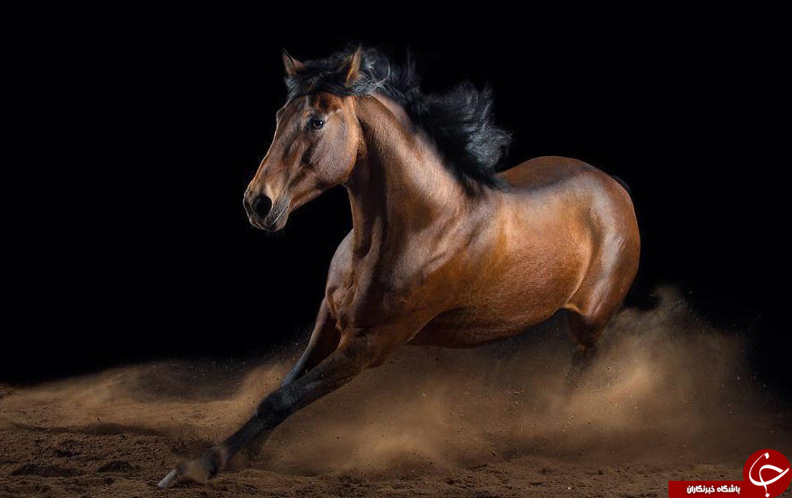 پرتره های زیبا از اسب +تصاویر
