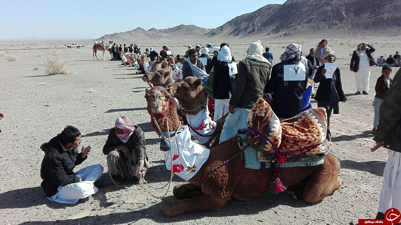 برگزاری مسابقات شتر دوانی در سیستان و بلوچستان + تصاویر