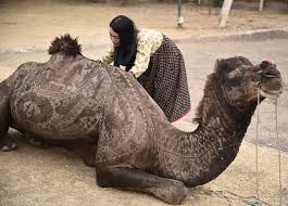 طراحی های فوق العاده زیبا آرایشگر ژاپنی بر روی شتر + تصاویر