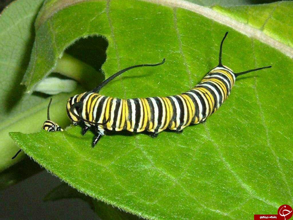 پروانه ای با خاطرات کودکی+عکس