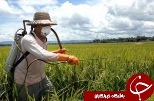 مبارزه با آفات گندم در گندم زارهای خوزستان