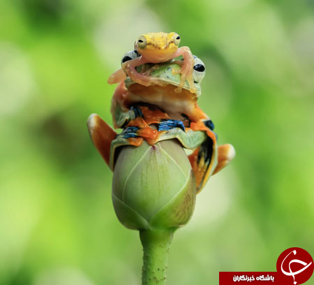 تصاویر