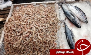 احداث بازاچه عرضه آبزيان در خوزستان