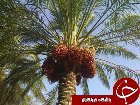 نخلستان‌هاي خرمشهر زنده می شوند
