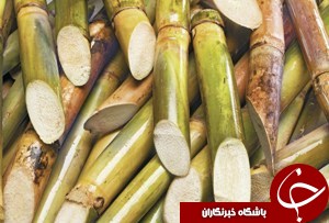 گردش مالی میلیاردی حاصل تولید نیشکر در خوزستان