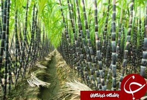 برداشت بیش از یک میلیون تن نیشکر در خوزستان