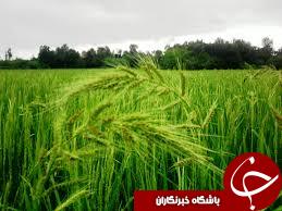 سهم بیشتر طرح 550هزار هکتاری از آن ماهشهر