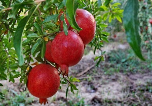 برداشت 900 تن انار از باغات شهرستان گرمی