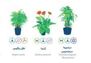 بهترین گیاهان آپارتمانی برای تصفیه هوا