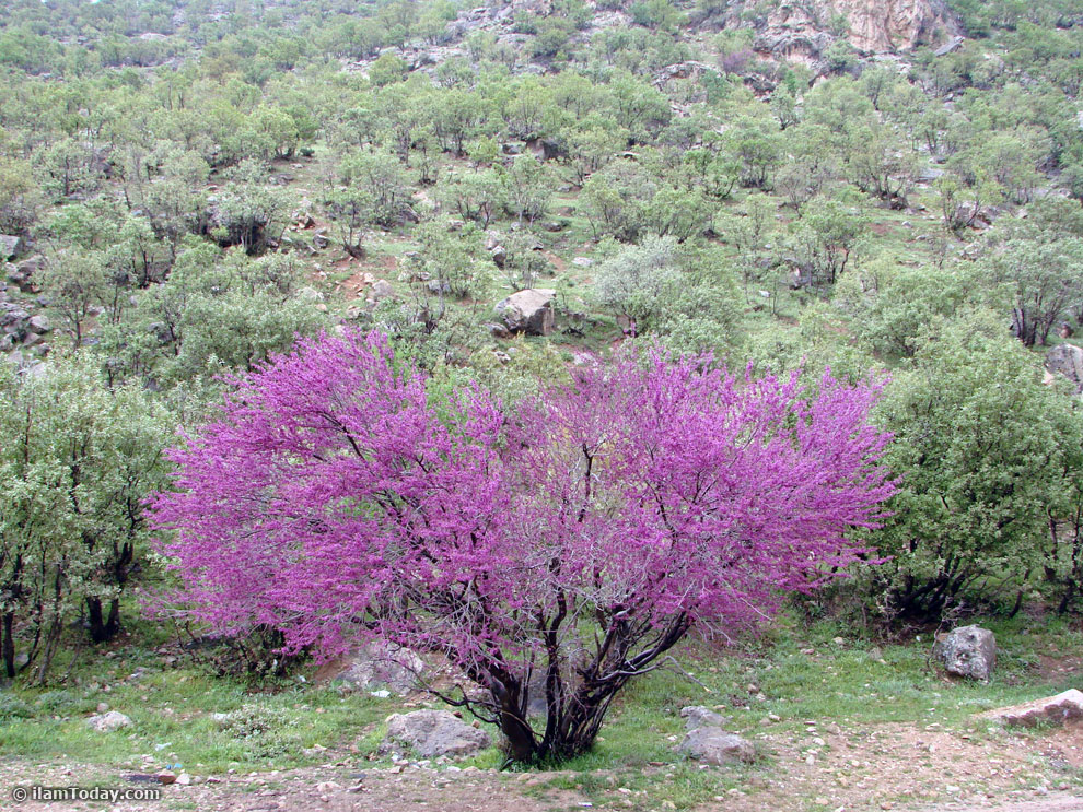 تنگه ارغوان جاذبه گردشگری منحصر به فرد