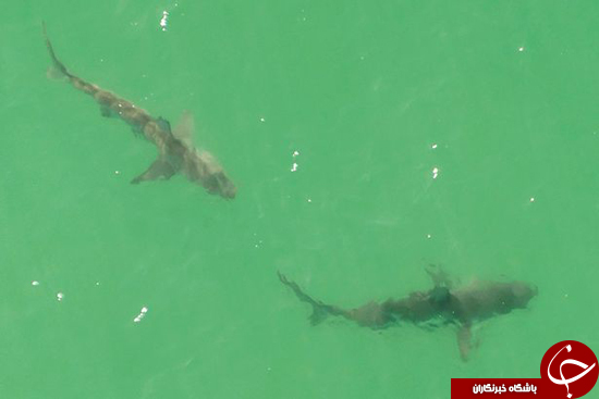 برخورد ترسناک یک زن موج سوار با چندین کوسه! +تصاویر
