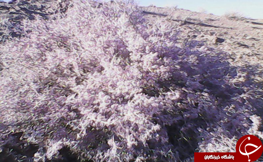 برداشت میوه تند قرمز + تصاویر