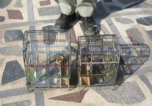 دستگیری شکارچی متخلف در اردبیل