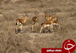 افزایش جمعیت حیوانات حیات وحش شهرستان ریگان