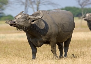 استان اردبیل رتبه دوم کشوری را در نگهداری و بهره برداری از گاومیش دارد