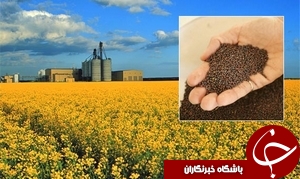 افزایش ۵۰ درصدی تولید دانه های روغنی کلزا در آذربایجان شرقی