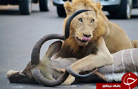 شکار کردن شیر وسط جاده+تصاویر