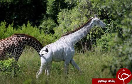 ورژن جدید زرافه با رنگ سفید+تصاویر