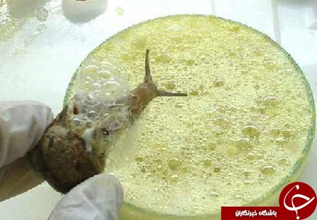 سوسک و مدفوع نهنگ در لوازم آرایشی+ تصاویر