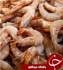 میگوی خوزستان چشم براه اجرای برجام