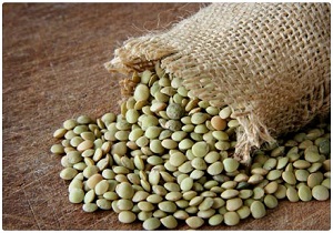 برداشت سالانه بیش از 18 هزار تن عدس در اردبیل