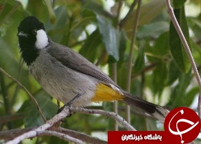 بلبلان خرما در وطن می خوانند