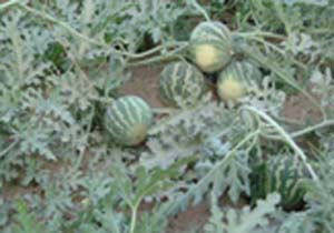 کشت هندوانه و شمام در ۷۵۰ هکتار از زمین های بستک