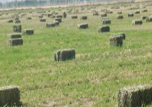 برداشت ینجه از اراضی دلگان
