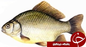 کشف و معرفی 3 گونه ماهی در ایران