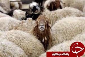 دام های مسروقه در شادگان کشف شدند