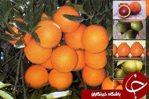 بهره ‌برداری از کارخانه تولید کنسانتره مرکبات