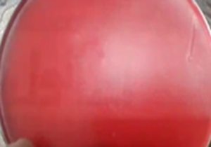 بسته خبری + فیلم و عکس
