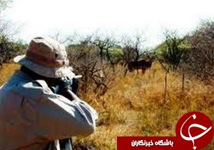 صدور رأی قطعی شکار غیر مجاز دو راس کل و بزکوهی