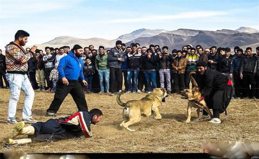 مبارزه خونین سگ&zwnj;ها در زنجان! + تصاویر