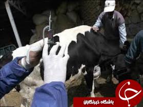 واکسینه دام های سبک و سنگین هویزه علیه بروسلوز